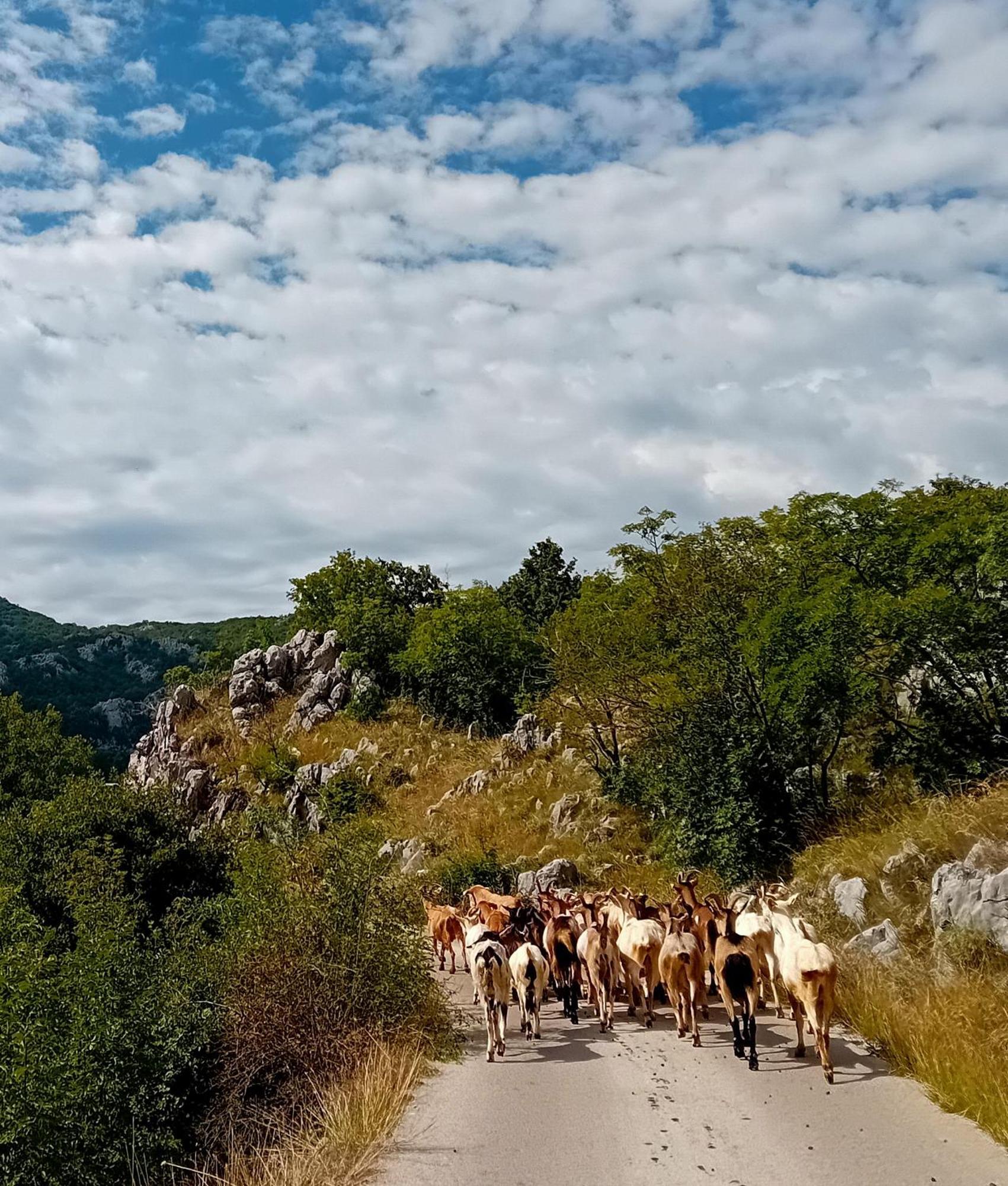 Konak Ugnji-Village Τσέτινιε Εξωτερικό φωτογραφία